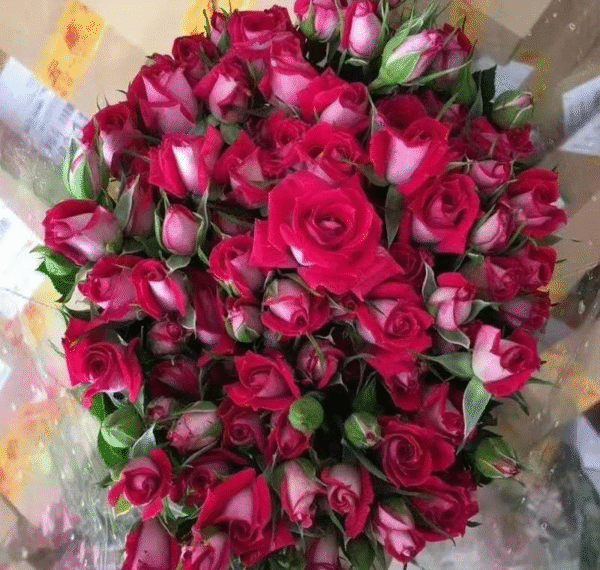 波赛妮娜Bosenina