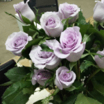 海洋之歌Song of the Ocean