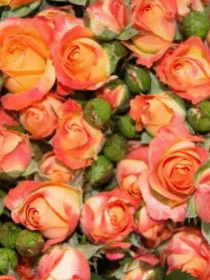 狂欢泡泡carnival Bubble