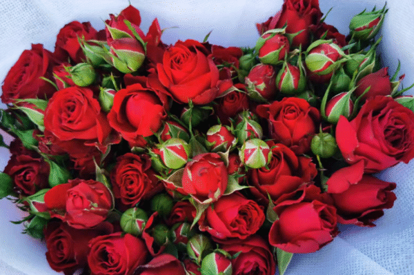 猩红泡泡scarlet bubble