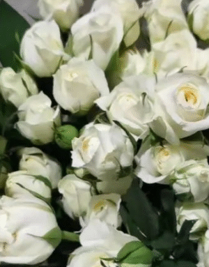 白泡泡white bubbles