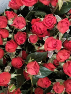 霓虹泡泡neon bubbles