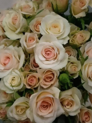 多头香槟champagne