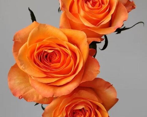 国王日King's Day Rose