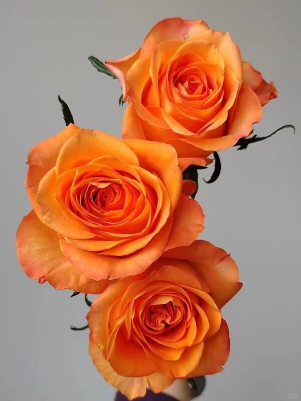 国王日King's Day Rose