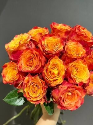 火焰玫瑰Flame Rose