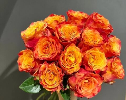 火焰玫瑰Flame Rose