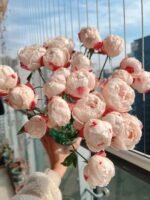 苹果运气Apple Luck Rose