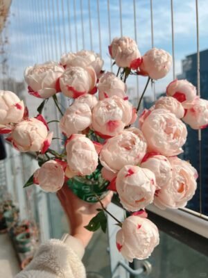 苹果运气Apple Luck Rose