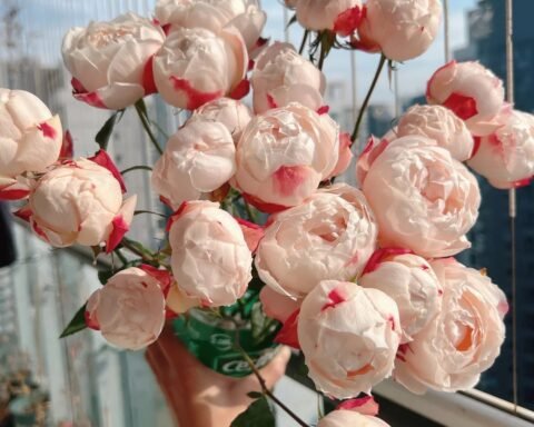 苹果运气Apple Luck Rose