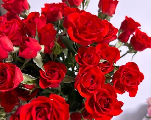 霓虹泡泡Neon Bubble Rose